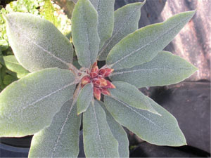 R pseudochrysanthum