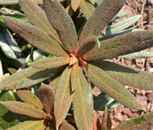 R roxieanum